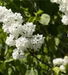 Edelflieder 'Mme Lemoine' - Syringa vulg.'Mme Lemoine' - Ziergehölze