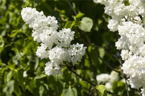 Edelflieder 'Mme Lemoine' - Syringa vulg.'Mme Lemoine' - Ziergehölze