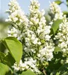 Edelflieder 'Mme Lemoine' - Syringa vulg.'Mme Lemoine' - Ziergehölze