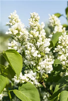 Edelflieder 'Mme Lemoine' - Syringa vulg.'Mme Lemoine' - Ziergehölze