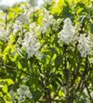 Edelflieder 'Mme Lemoine' - Syringa vulg.'Mme Lemoine' - Ziergehölze