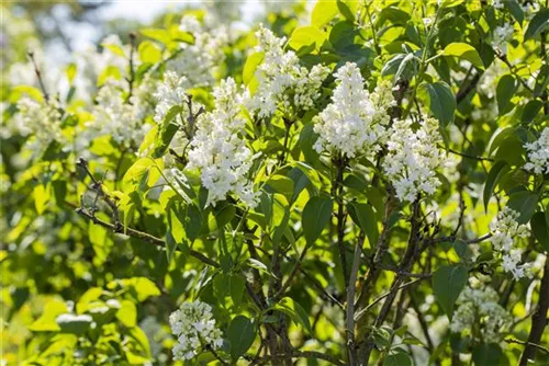 Edelflieder 'Mme Lemoine' - Syringa vulg.'Mme Lemoine' - Ziergehölze