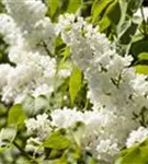 Edelflieder 'Mme Lemoine' - Syringa vulg.'Mme Lemoine' - Ziergehölze