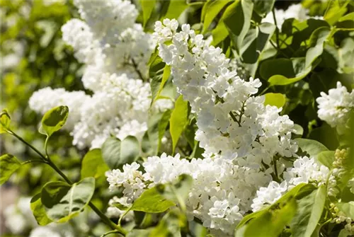 Edelflieder 'Mme Lemoine' - Syringa vulg.'Mme Lemoine' - Ziergehölze