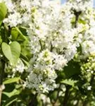 Edelflieder 'Mme Lemoine' - Syringa vulg.'Mme Lemoine' - Ziergehölze