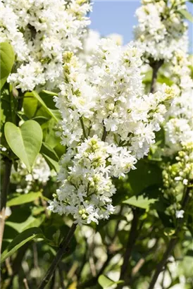 Edelflieder 'Mme Lemoine' - Syringa vulg.'Mme Lemoine' - Ziergehölze