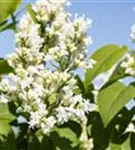 Edelflieder 'Mme Lemoine' - Syringa vulg.'Mme Lemoine' - Ziergehölze