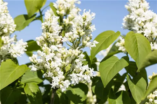 Edelflieder 'Mme Lemoine' - Syringa vulg.'Mme Lemoine' - Ziergehölze