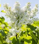 Edelflieder 'Mme Lemoine' - Syringa vulg.'Mme Lemoine' - Ziergehölze