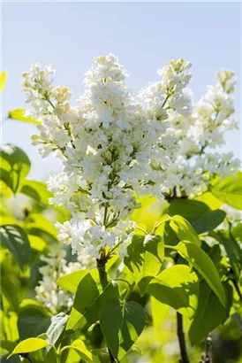 Edelflieder 'Mme Lemoine' - Syringa vulg.'Mme Lemoine' - Ziergehölze