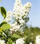 Edelflieder 'Mme Lemoine' - Syringa vulg.'Mme Lemoine' - Ziergehölze