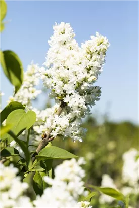 Edelflieder 'Mme Lemoine' - Syringa vulg.'Mme Lemoine' - Ziergehölze