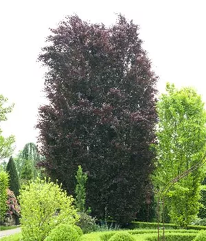 Fagus sylvatica 'Purpurea' - Heckenpflanzen