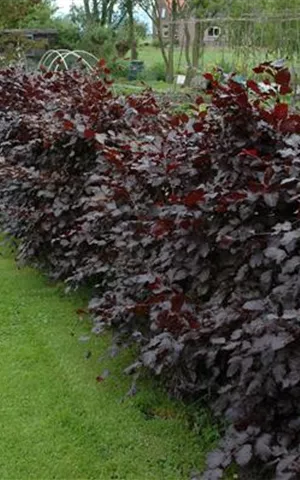 Fagus sylvatica purpurea