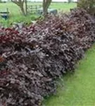 Blutbuche-Sämling - Fagus sylvatica purpurea