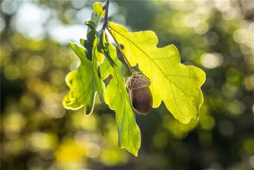 Stieleiche - Quercus robur