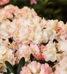 Yaku-Rhododendron 'Grumpy' - Rhododendron yak.'Grumpy' I