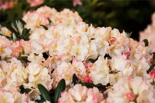 Yaku-Rhododendron 'Grumpy' - Rhododendron yak.'Grumpy' I