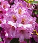 Rhododendron-Hybride 'Scintillation' - Rhododendron Hybr.'Scintillation' III