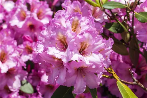 Rhododendron-Hybride 'Scintillation' - Rhododendron Hybr.'Scintillation' III