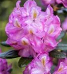 Rhododendron-Hybride 'Scintillation' - Rhododendron Hybr.'Scintillation' III