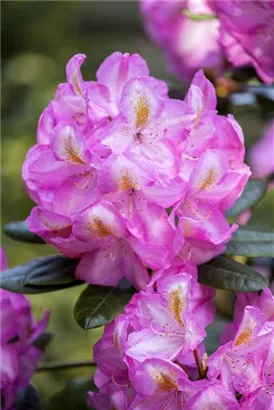 Rhododendron-Hybride 'Scintillation' - Rhododendron Hybr.'Scintillation' III