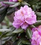 Rhododendron-Hybride 'Scintillation' - Rhododendron Hybr.'Scintillation' III