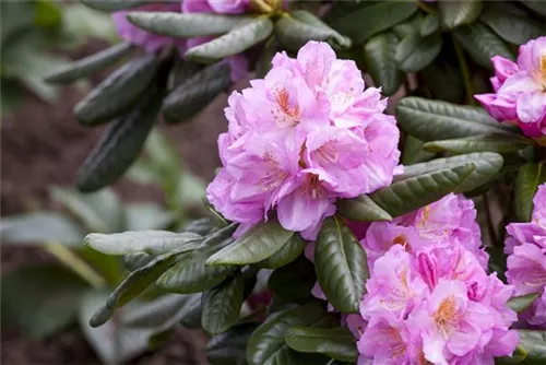 Rhododendron-Hybride 'Scintillation' - Rhododendron Hybr.'Scintillation' III