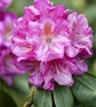 Rhododendron-Hybride 'Scintillation' - Rhododendron Hybr.'Scintillation' III