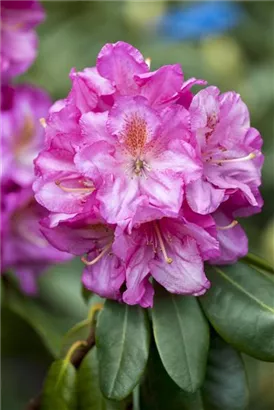 Rhododendron-Hybride 'Scintillation' - Rhododendron Hybr.'Scintillation' III