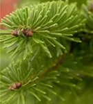 Nordmannstanne - Abies nordmanniana