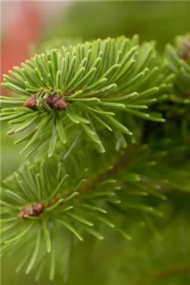 Nordmannstanne - Abies nordmanniana