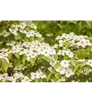 Jap.Blumen-Hartriegel - Cornus kousa - Ziergehölze