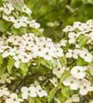 Jap.Blumen-Hartriegel - Cornus kousa