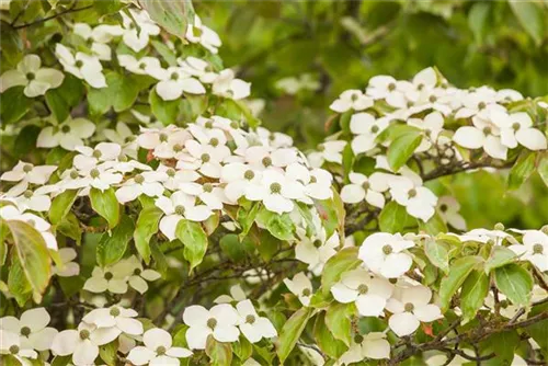 Jap.Blumen-Hartriegel - Cornus kousa - Ziergehölze