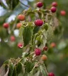 Jap.Blumen-Hartriegel - Cornus kousa - Ziergehölze