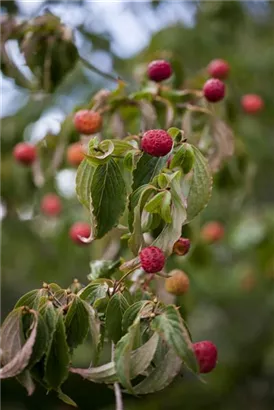 Jap.Blumen-Hartriegel - Cornus kousa - Ziergehölze