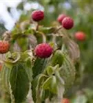 Jap.Blumen-Hartriegel - Cornus kousa - Ziergehölze