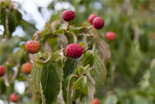 Jap.Blumen-Hartriegel - Cornus kousa - Ziergehölze