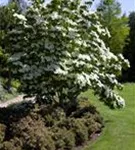 Jap.Blumen-Hartriegel - Cornus kousa - Ziergehölze