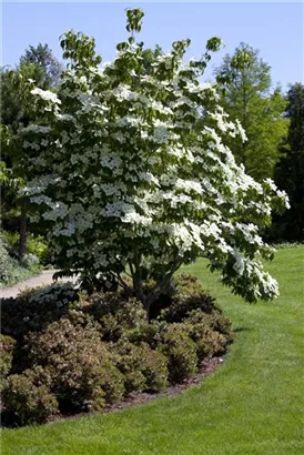 Jap.Blumen-Hartriegel - Cornus kousa - Ziergehölze