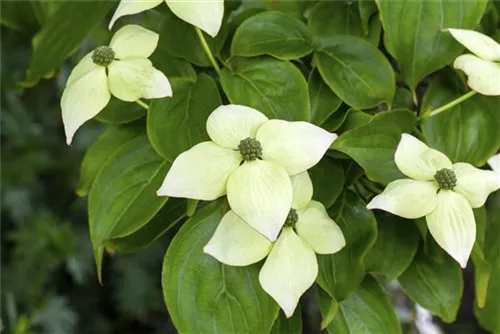 Jap.Blumen-Hartriegel - Cornus kousa - Ziergehölze