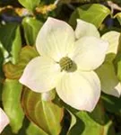 Jap.Blumen-Hartriegel - Cornus kousa - Ziergehölze