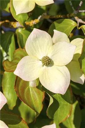 Jap.Blumen-Hartriegel - Cornus kousa - Ziergehölze