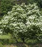 Jap.Blumen-Hartriegel - Cornus kousa - Ziergehölze