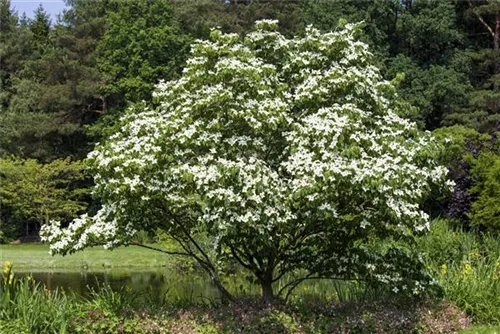 Jap.Blumen-Hartriegel - Cornus kousa - Ziergehölze