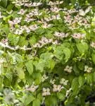 Jap.Blumen-Hartriegel - Cornus kousa - Ziergehölze