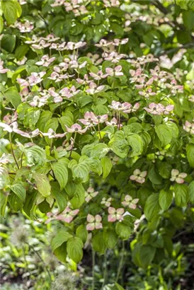 Jap.Blumen-Hartriegel - Cornus kousa - Ziergehölze