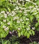 Jap.Blumen-Hartriegel - Cornus kousa - Ziergehölze