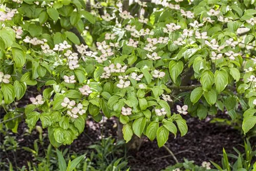 Jap.Blumen-Hartriegel - Cornus kousa - Ziergehölze